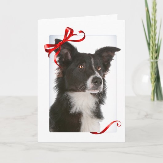 Border Collie Weihnachtskarten Feiertagskarte (Vorderseite)