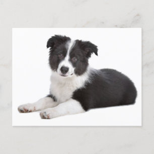 Border Collie Welpe Dog Blank Grußkarte Postkarte