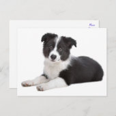 Border Collie Welpe Dog Blank Grußkarte Postkarte (Vorne/Hinten)