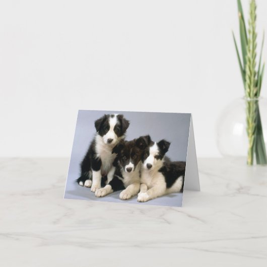 Border Collie Welpe Doppy Blank Note Card Dankeskarte (Vorderseite)