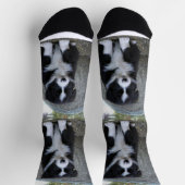 Border Collie Welpe Farm Life, Socken (Oben)