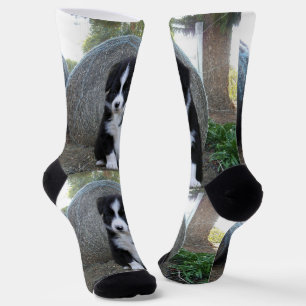 Border Collie Welpe Farm Life, Socken