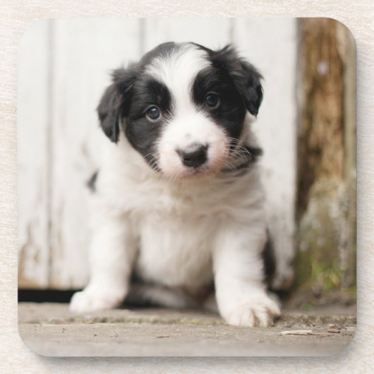 Border-Collie-Welpe Getränkeuntersetzer (Vorderseite)