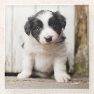 Border-Collie-Welpe Glasuntersetzer