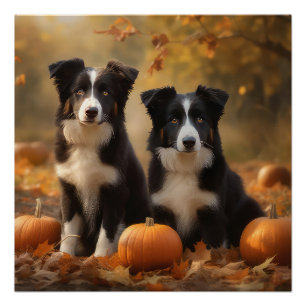 Border Collie Welpe Herbstfreude Kürbis Poster