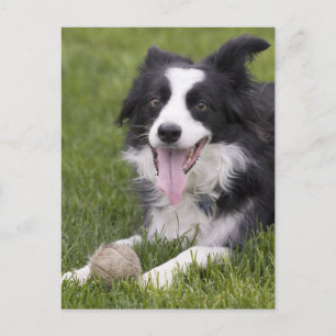 Border Collie Welpe Hund - Leer, Hallo, Liebe, Postkarte