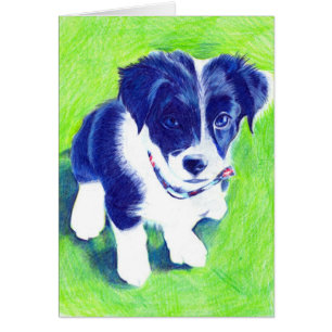 Border-Collie-Welpe in farbigem Bleistift
