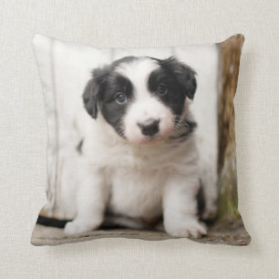 Border-Collie-Welpe Kissen