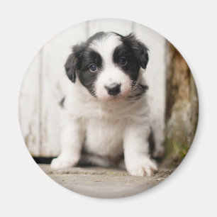 Border-Collie-Welpe Magnet