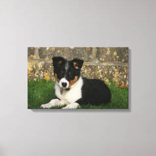 Border-Collie-Welpe mit Blatt im Mund Leinwanddruck