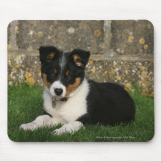 Border-Collie-Welpe mit Blatt im Mund Mousepad