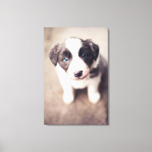 Border Collie Welpe mit blauen Augen Leinwanddruck