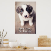 Border Collie Welpe mit blauen Augen Poster (Küche)