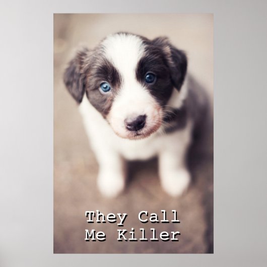 Border Collie Welpe mit blauen Augen Poster (Vorne)