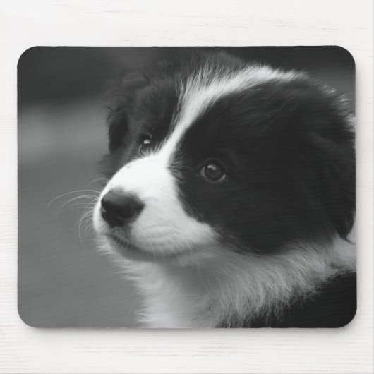 Border Collie Welpe Mousepad (Vorne)