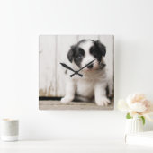Border-Collie-Welpe Quadratische Wanduhr (Zuhause)