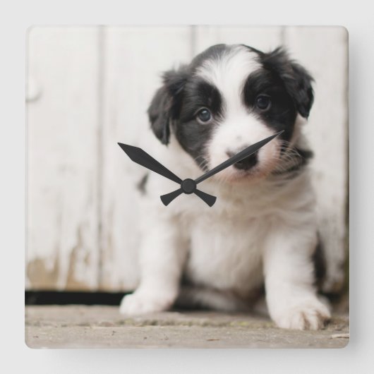 Border-Collie-Welpe Quadratische Wanduhr (Vorderseite)
