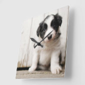 Border-Collie-Welpe Quadratische Wanduhr (Winkel)