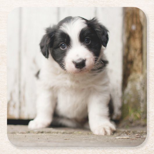 Border-Collie-Welpe Rechteckiger Pappuntersetzer (Vorderseite)