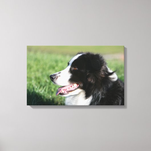 Border Collie Welpe schluchzen Leinwanddruck (Vorderseite)