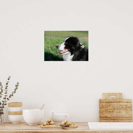 Border Collie Welpe schluchzen Poster (Küche)
