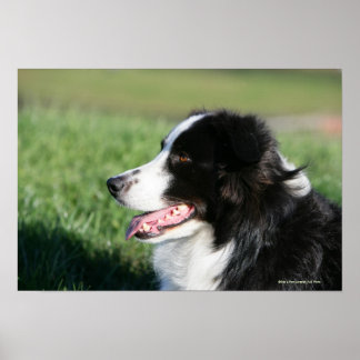 Border Collie Welpe schluchzen Poster