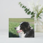 Border Collie Welpe schluchzen Postkarte (Stehend Vorderseite)