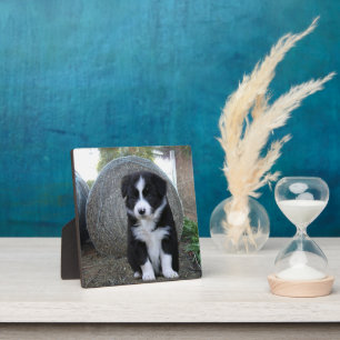 Border Collie Welpen Farm Leben, Fotoplatte