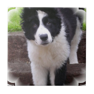 Border-Collie-Welpen-Fliese Fliese