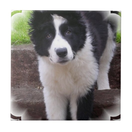 Border-Collie-Welpen-Fliese Fliese (Vorderseite)