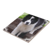 Border-Collie-Welpen-Fliese Fliese (Seite)