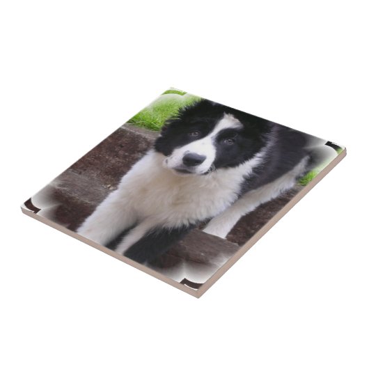 Border-Collie-Welpen-Fliese Fliese (Seite)