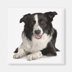 Border Collie Welpen Hund Schwarz Weiß Magnet