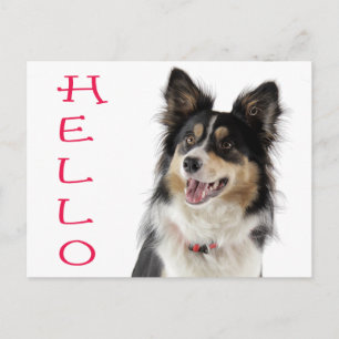 Border Collie Welpen-Hunde-Grußpostkarte Postkarte