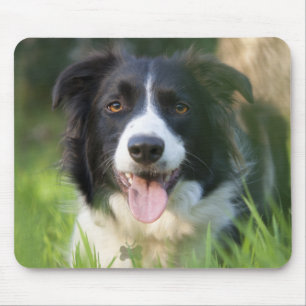 Border Collie Welpen-Mauspad Mousepad