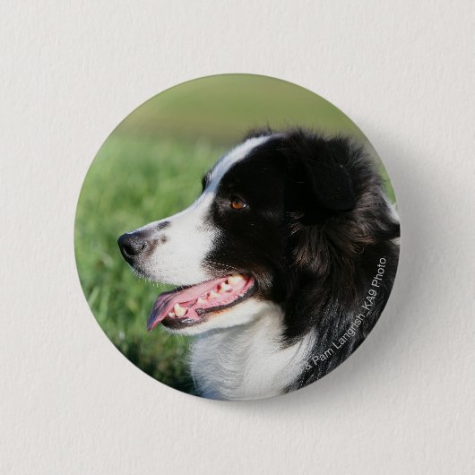 Border-Collie-Welpen-Niederlegung Button (Vorderseite)