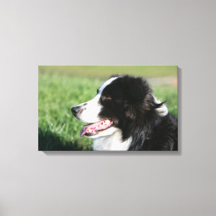 Border-Collie-Welpen-Niederlegung Leinwanddruck