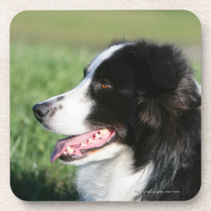 Border-Collie-Welpen-Niederlegung Untersetzer