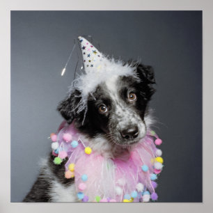 Border-Collie-Welpen-tragender Hut Poster