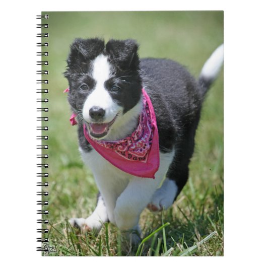 Border-Collie-Welpenbetrieb Notizblock (Vorderseite)