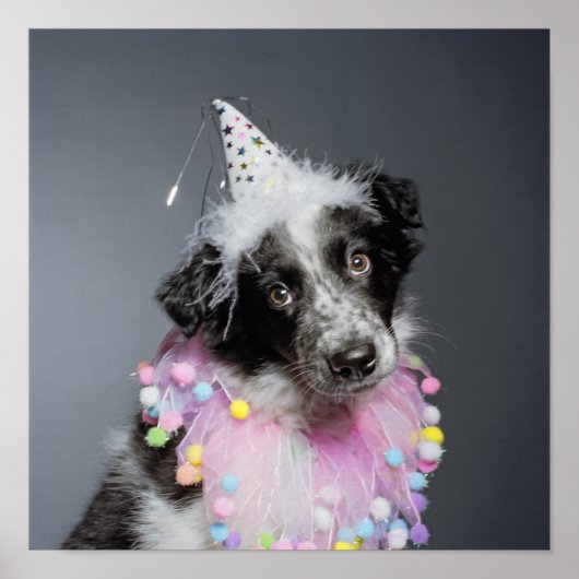 Border Collie Welpenhut Poster (Vorne)