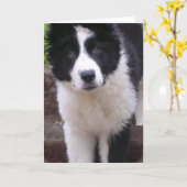 Border Collie Welppy Grußkarte Karte (Gelbe Blume)