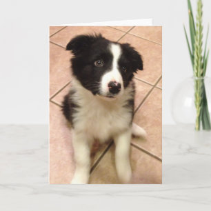 Border Collie Welppy Grußkarte Karte