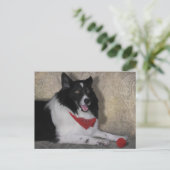 Border Collie "Wylie" Postkarte (Stehend Vorderseite)