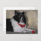 Border Collie "Wylie" Postkarte (Vorne/Hinten)