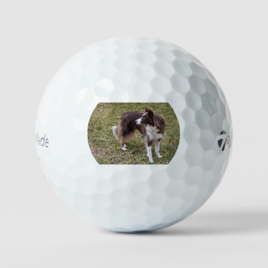Border Collie zurückblickend Golfball (Vorderseite)