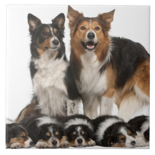 Border-Colliefamilie Fliese