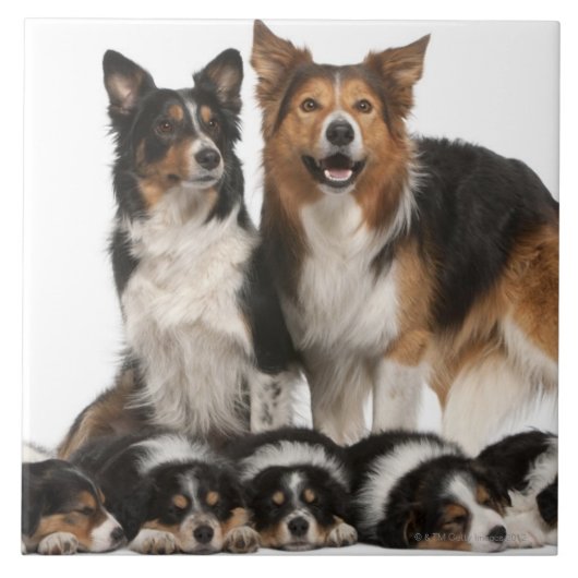 Border-Colliefamilie Fliese (Vorderseite)