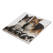 Border-Colliefamilie Fliese (Seite)