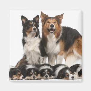 Border-Colliefamilie Magnet